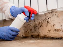 Best Mold Damage Restoration  in Lakeland Highlands, FL